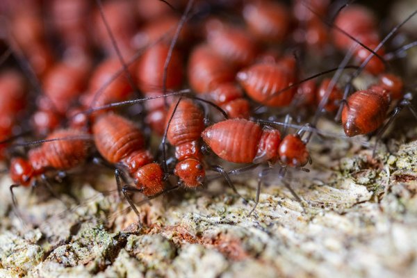 Guide des traitements pour les insectes à larve xylophages chez soi